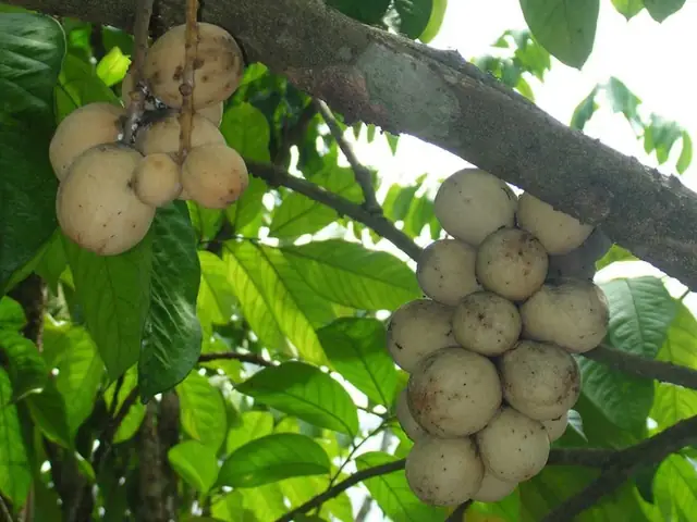 Quả Bòn Bon Tốt Cho Bà Bầu
