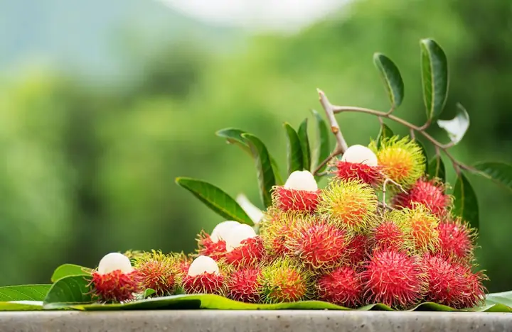 Quả Chôm Chôm Có Tốt Cho Bà Bầu Không Quả Chôm Chôm Có Tốt Cho Bà Bầu Không