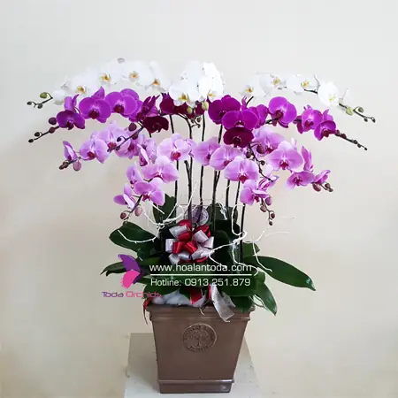 Quà Chúc Mừng Ngày 20 11 Quà Chúc Mừng Ngày 20 11