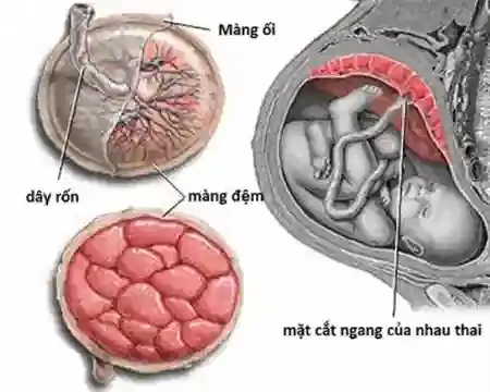 Rau Bám Mặt Sau Là Trai Hay Gái
