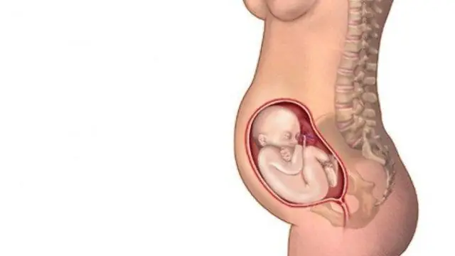 Rau Bám Mặt Sau Là Trai Hay Gái