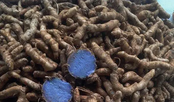 Rượu Ngâm Nghệ Có Tác Dụng Gì Rượu Ngâm Nghệ Có Tác Dụng Gì