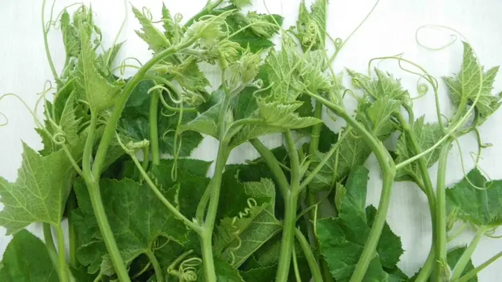 Sau Sinh Có Ăn Được Rau Bí Không