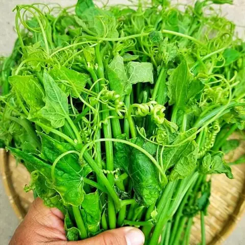 Sau Sinh Có Ăn Được Rau Bí Không