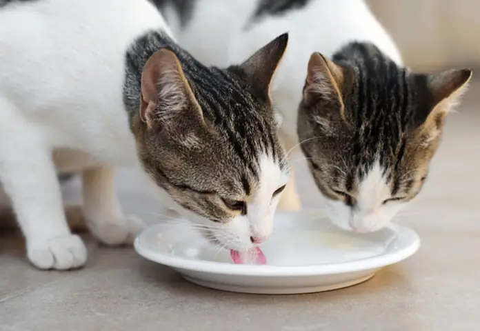 Sữa Bột Hết Hạn Dùng Làm Gì