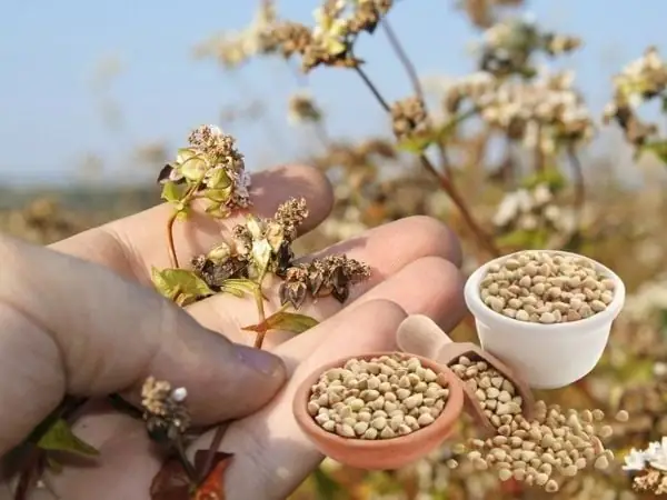 Tác Dụng Của Hạt Kiều Mạch