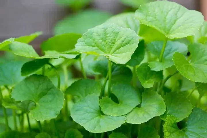 Tác Dụng Của Rau Má Với Bà Bầu