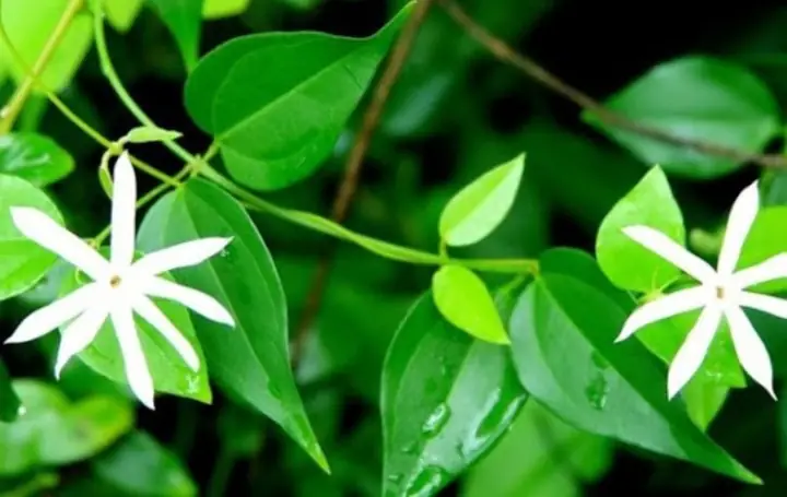 Tác Dụng Giảm Cân Của Chè Vằng