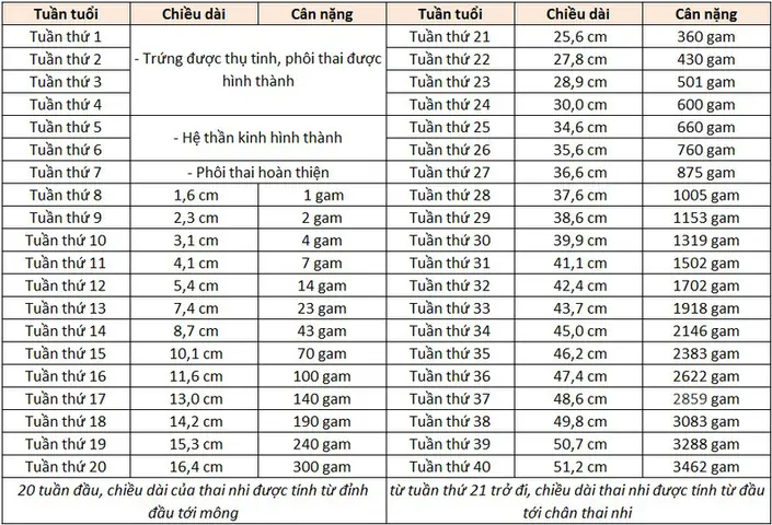 Thai 17 Tuần 4 Ngày Nặng Bao Nhiêu