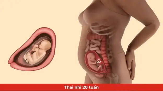 Thai 30 Tuần Nằm Như Thế Nào