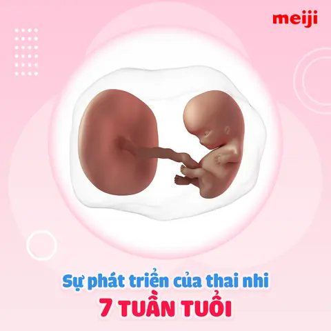 Thai Nhi 15 Tuần Tuổi Đã Máy Chưa