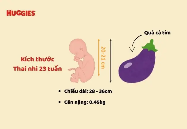 Thai Nhi 23 Tuần Tuổi Đạp Nhiều
