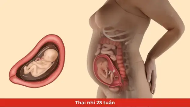 Thai Nhi 23 Tuần Tuổi Đạp Nhiều