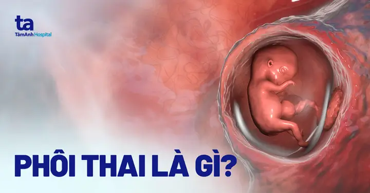 Thai Nhi Mấy Tuần Thì Có Phôi Thai