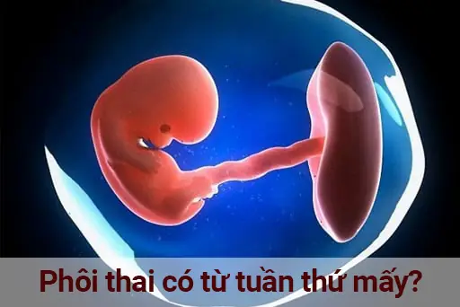 Thai Nhi Mấy Tuần Thì Có Phôi Thai