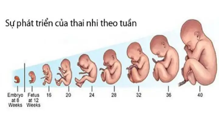 Thai Nhi Phát Triển Theo Tuần Như Thế Nào Thai Nhi Phát Triển Theo Tuần Như Thế Nào