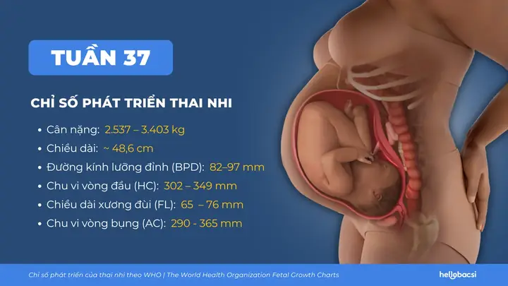 Thai Nhi Phát Triển Theo Tuần Như Thế Nào Thai Nhi Phát Triển Theo Tuần Như Thế Nào