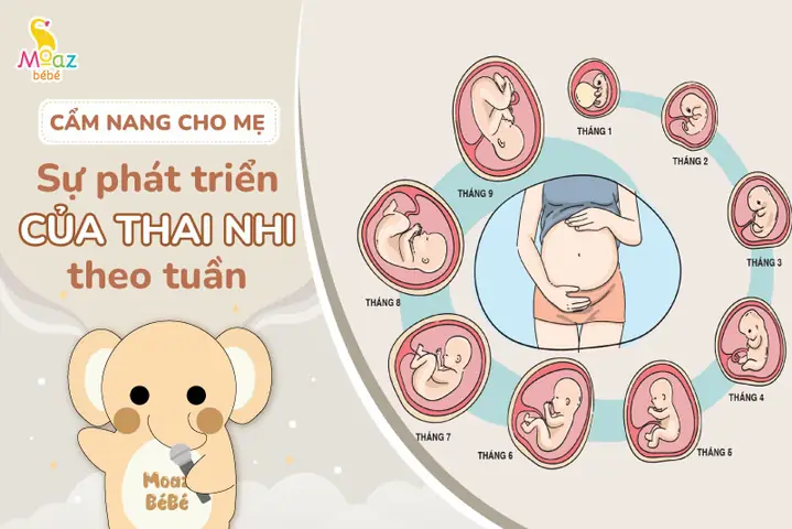 Thai Nhi Phát Triển Theo Tuần Như Thế Nào