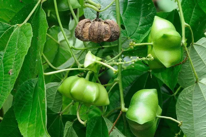 Thành Phần Dinh Dưỡng Của Hạt Sachi