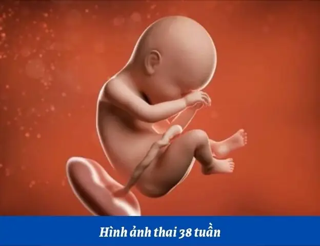 Thực Đơn Cho Bà Bầu Tuần 38