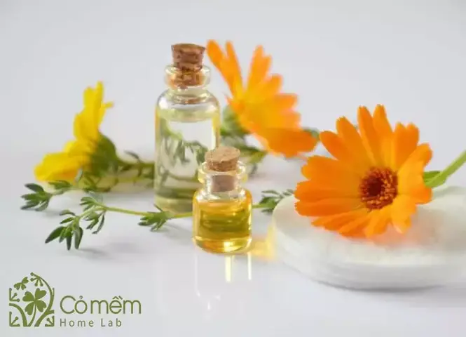 Tinh Dầu Thực Vật Là Gì Tinh Dầu Thực Vật Là Gì