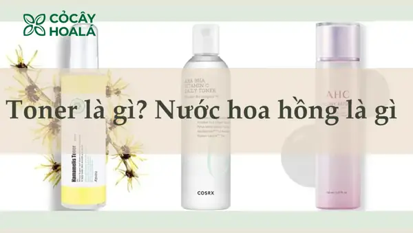 Toner Và Nước Hoa Hồng Có Khác Nhau Không