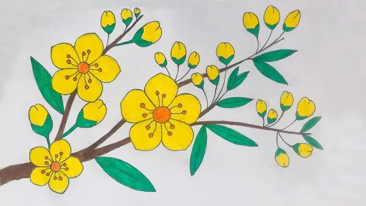 Tranh Tô Màu Hoa Mai Ngày Tết