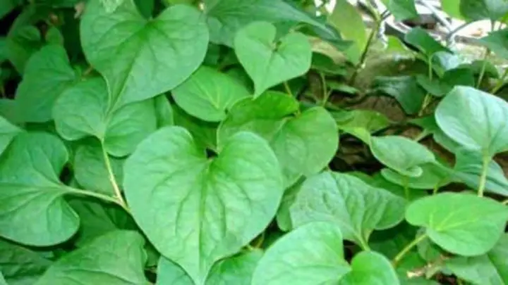 Trẻ Sốt Đắp Lá Diếp Cá Trẻ Sốt Đắp Lá Diếp Cá