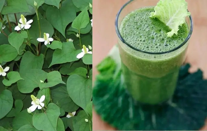 Trẻ Sốt Đắp Lá Diếp Cá Trẻ Sốt Đắp Lá Diếp Cá