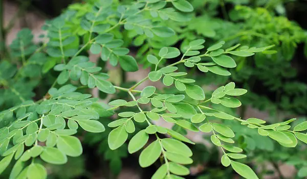 Trị Nám Bằng Cây Chùm Ngây