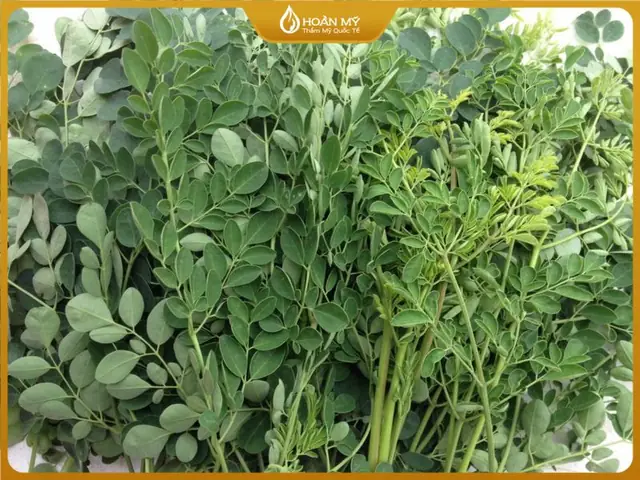 Trị Nám Bằng Cây Chùm Ngây