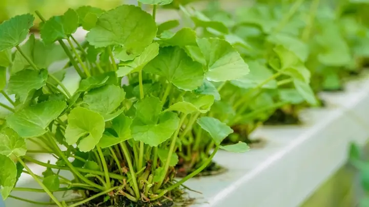 Trị Rỗ Mặt Từ Thiên Nhiên
