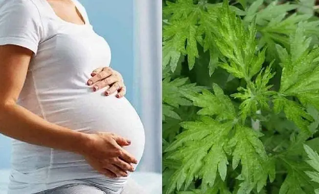 Uống Ngải Cứu Khi Mang Thai