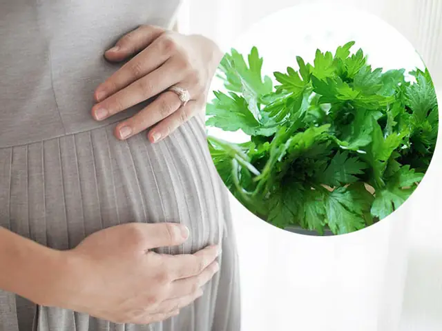 Uống Ngải Cứu Khi Mang Thai