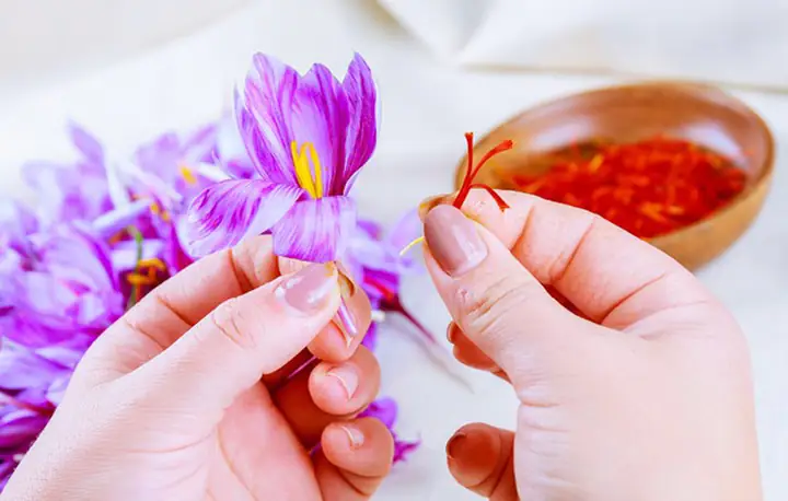 Uống Saffron Bao Lâu Có Tác Dụng