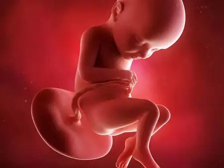 Vị Trí Thai Nhi 20 Tuần Tuổi