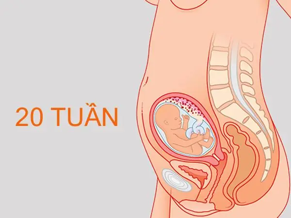 Vị Trí Thai Nhi 20 Tuần Tuổi