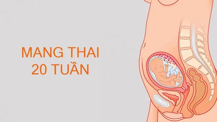 Vị Trí Thai Nhi 20 Tuần Tuổi